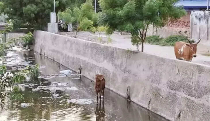 கன்றுக்குட்டி