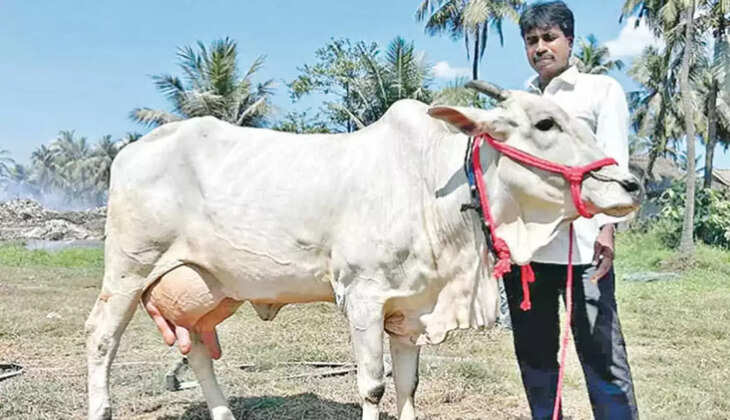 பசு மாடு பால்