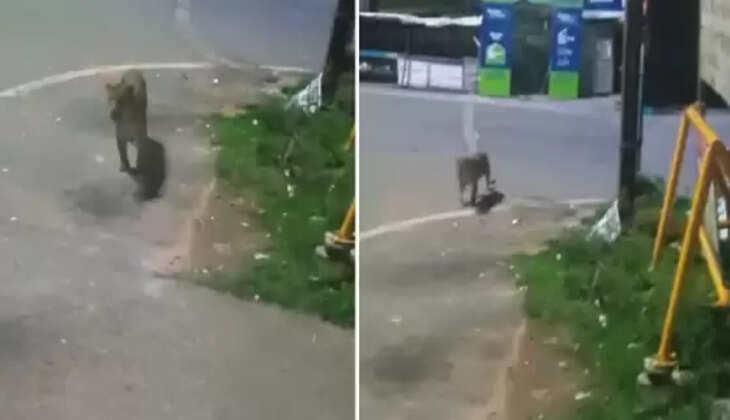 சிறுத்தை