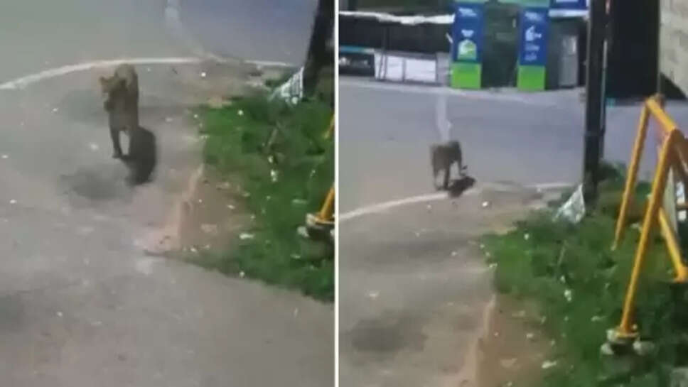 சிறுத்தை