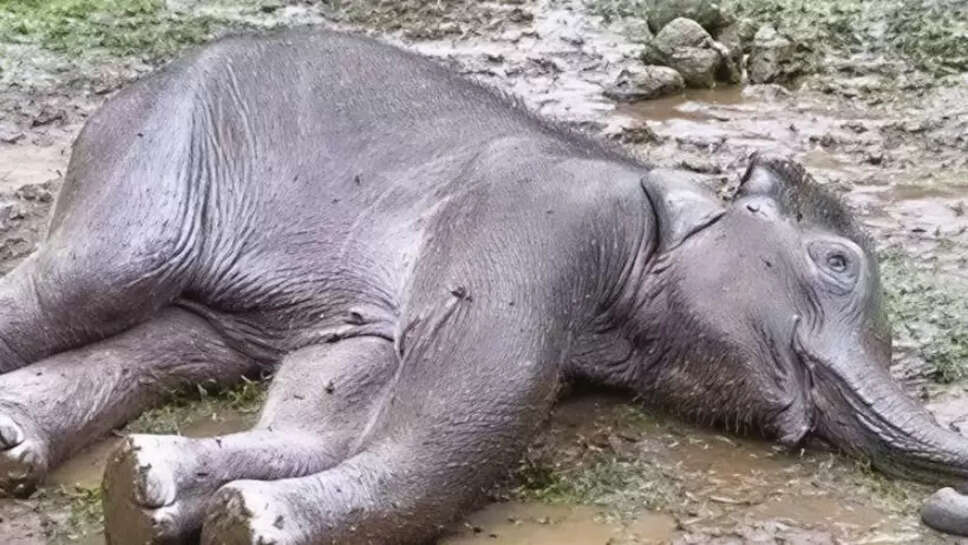 குட்டி யானை 