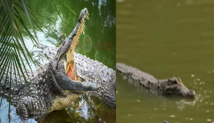 வைரலாகும் அதிர்ச்சி வீடியோ... முதலை ஆற்றுக்குள் இழுத்து சென்று பள்ளி மாணவன் பலி !