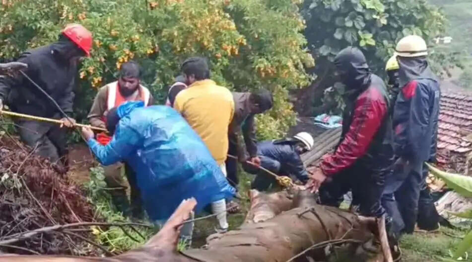 நீலகிரி கனமழை மரம் விழுந்து
