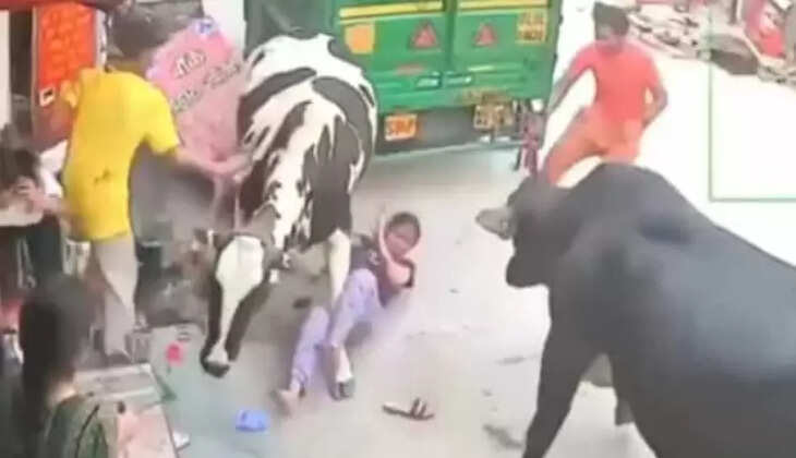 மாடுகள் 