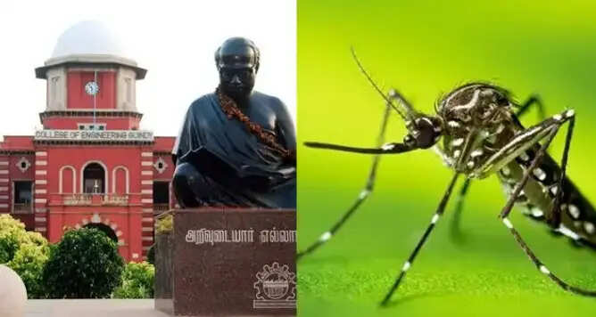டெங்கு
