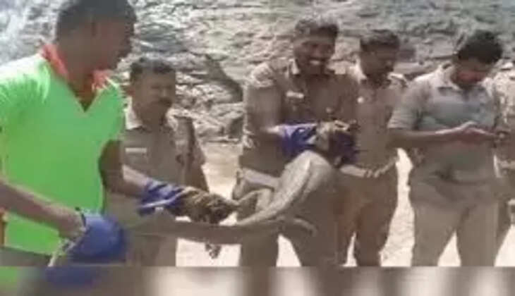 குற்றாலம் உடும்பு