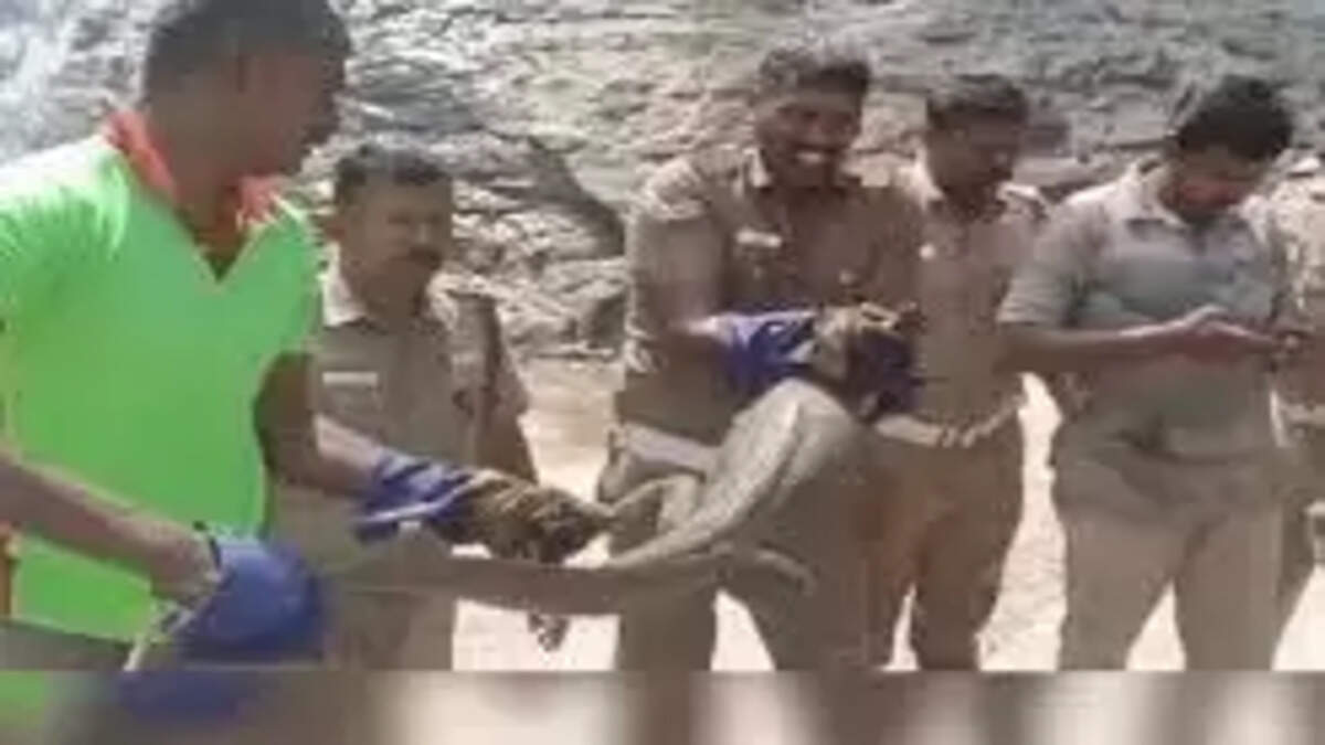 குற்றாலம் உடும்பு