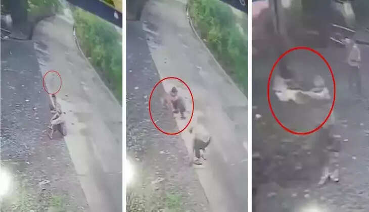 குள்ளநரி