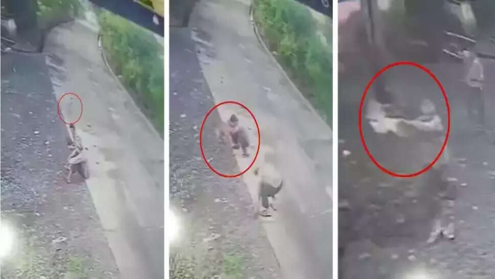 குள்ளநரி