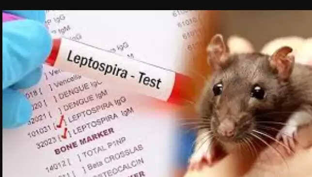 எலி காய்ச்சல்