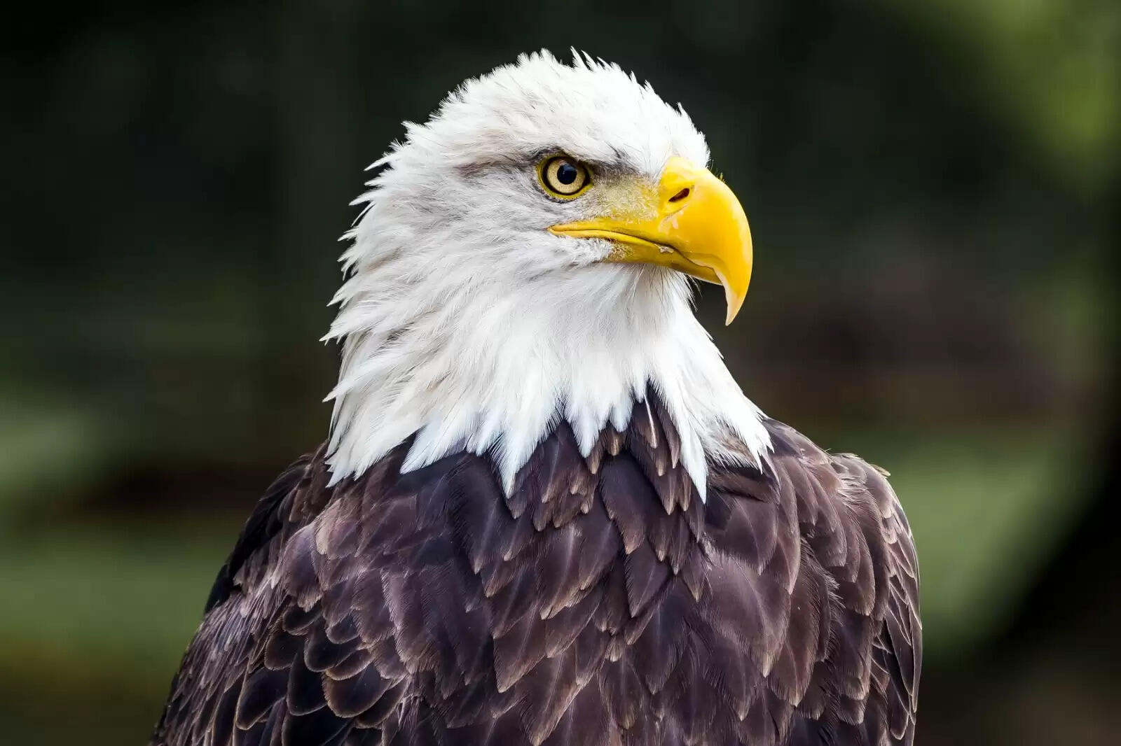 கழுகு க்ரைம்