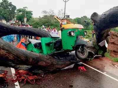 சாலை சாலையில் மரங்கங்கள் மரம் முறிவு மழை