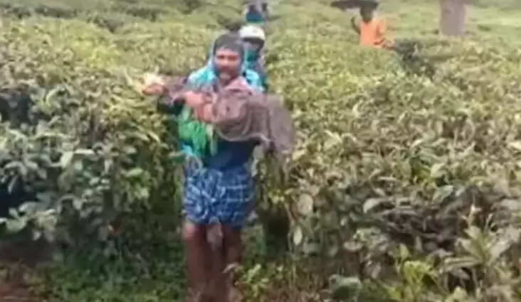 அப்சார்