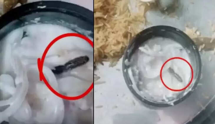 ரைத்தாவில் புழு