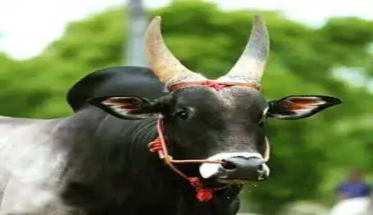 &nbsp;ஜல்லிக்கட்டு காளை