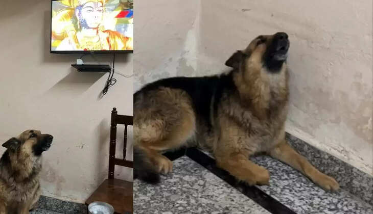 ஹனுமன் பாடலைக் கேட்டு பதில் அளிக்கும் ஜெர்மன் ஷெப்பர்ட் நாய்