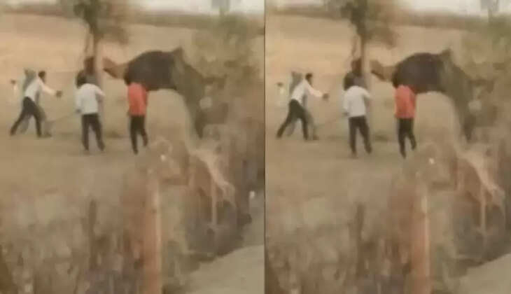 ஒட்டகம் 