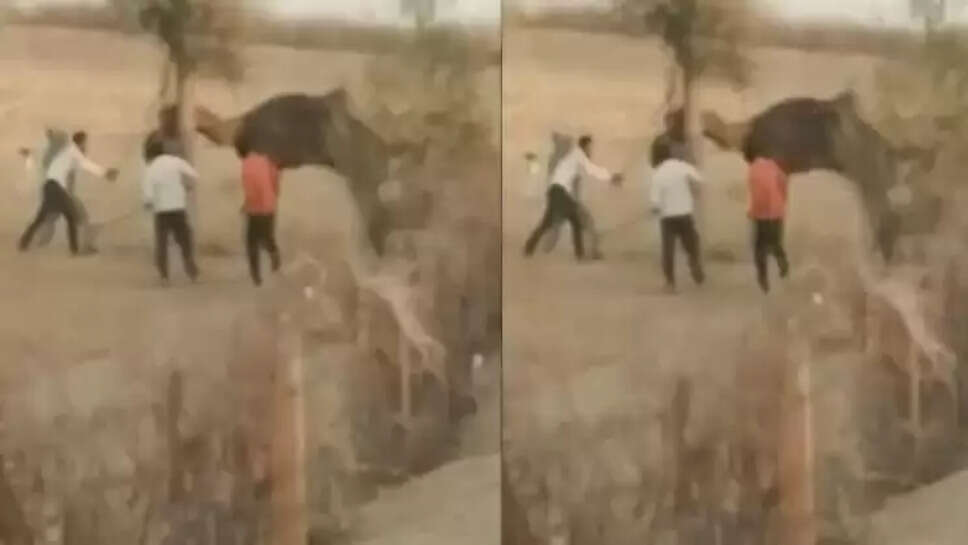 ஒட்டகம் 