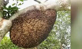 மலைத் தேனீ