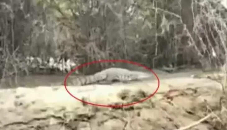 சின்னம்மா 