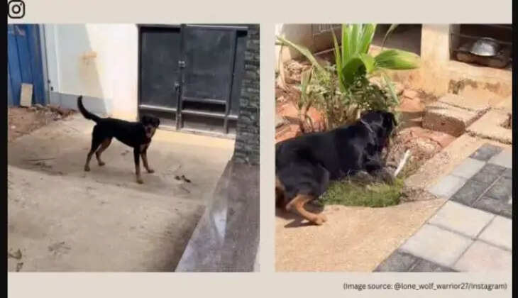 உறைய வைக்கும் வீடியோ... பாம்பை கடித்து கொல்லும் நாய்... ! 