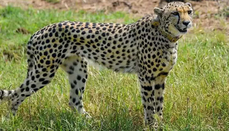 சிவிங்கிப் புலி 