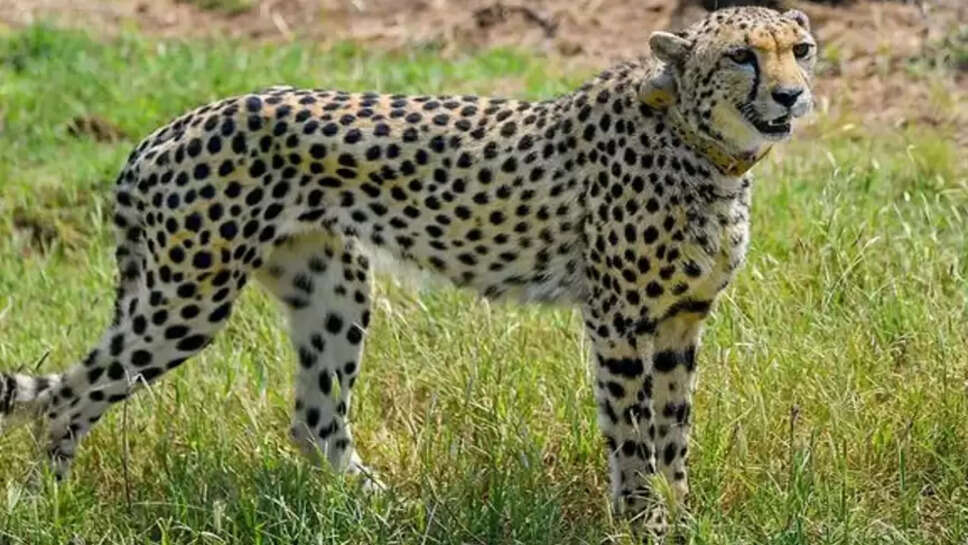 சிவிங்கிப் புலி 