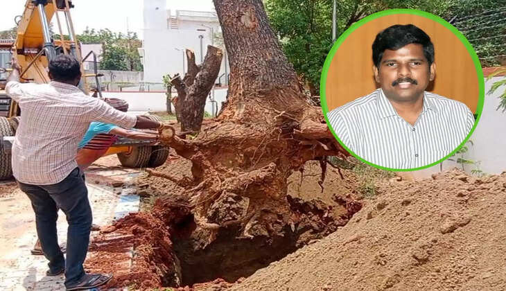 திருச்சி கலெக்டர் ஆட்சியர் மரம்