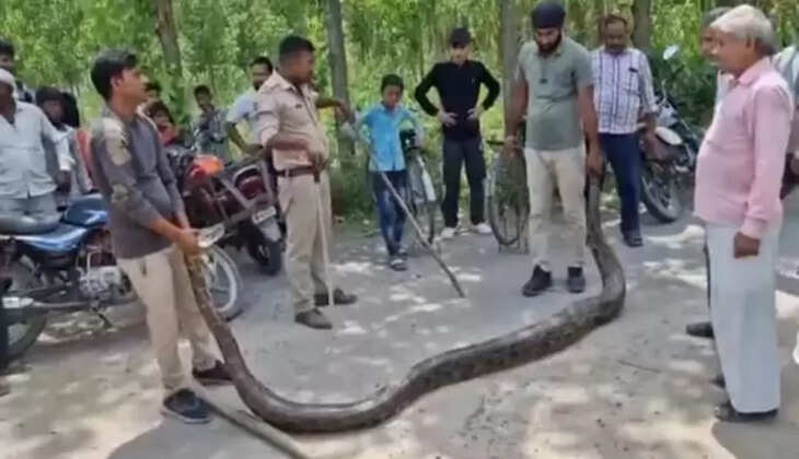 மலைப்பாம்பு