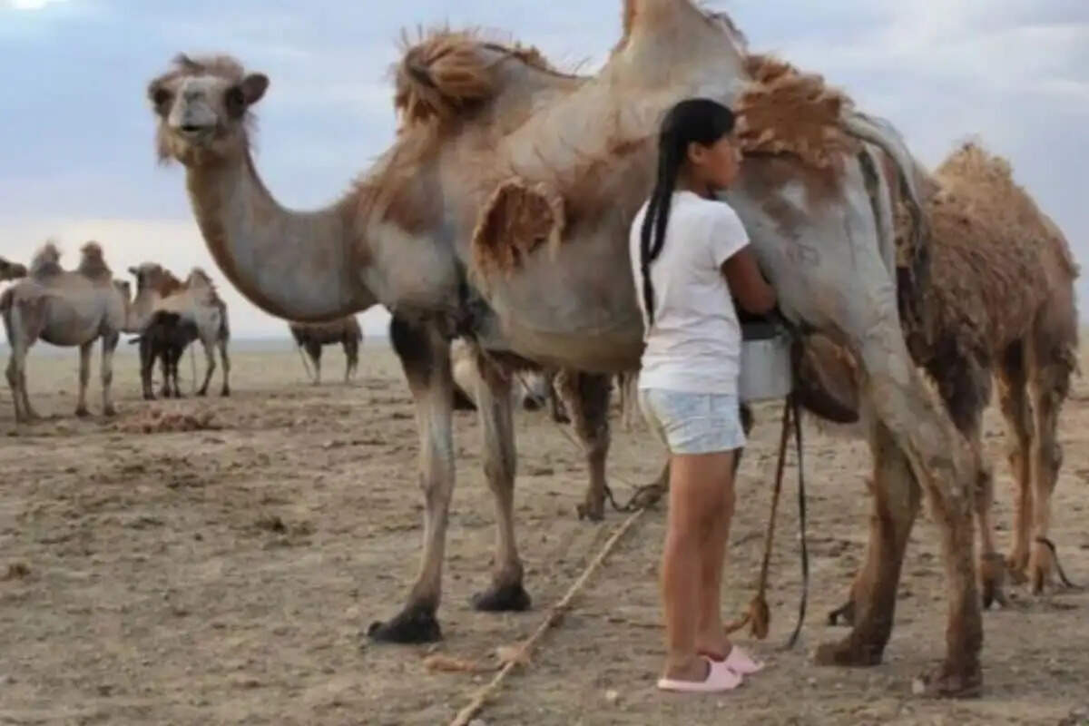 ஒட்டகக்காய்ச்சல்