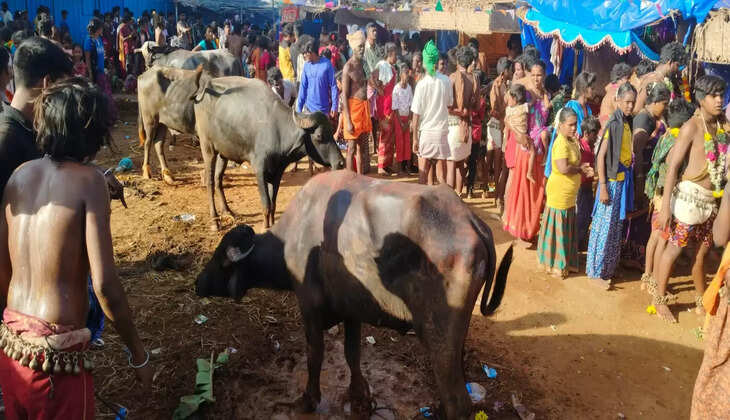 அடியாத்தி... 21 எருமை மாடுகள்... 120 ஆடுகளை பலியிட்டு நரிக்குறவர்கள் விநோத வழிபாடு!