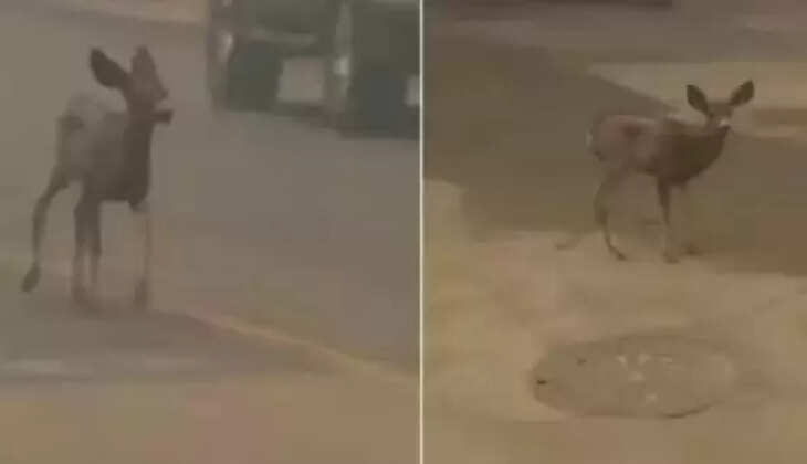 குட்டி மான் 