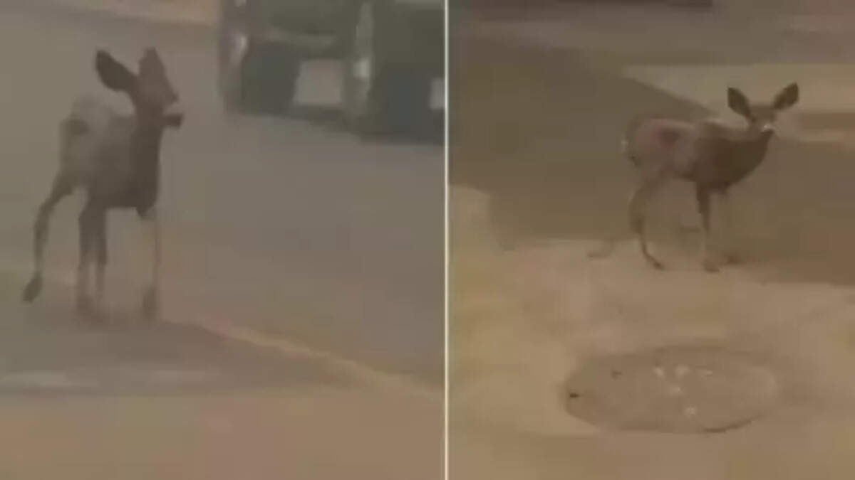 குட்டி மான் 