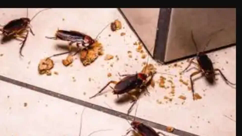 கரப்பான்