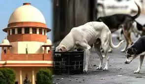 நாய்கள்