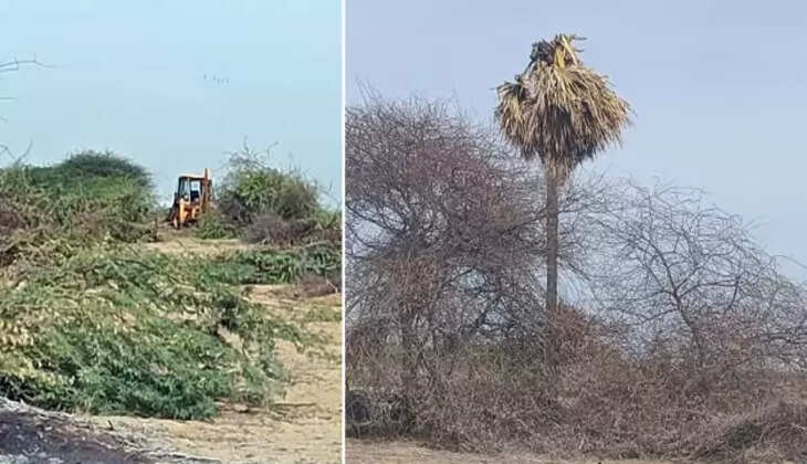 நிலத்திற்குள் அத்துமீறி நுழைந்து பனைமரங்கள் எரிப்பு... ஊராட்சி தலைவர் மீது புகார்!