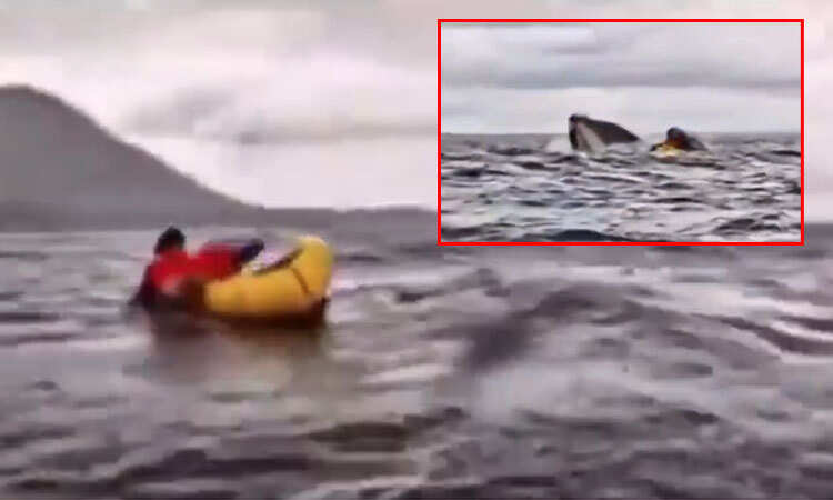 பகீர் வீடியோ... நடுக்கடலில் இளைஞரை படகுடன் விழுங்கி, துப்பிய திமிங்கலம்!