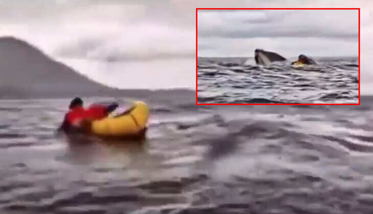 திமிங்கலம்