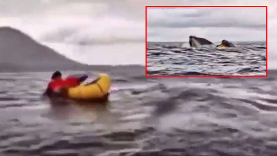 திமிங்கலம்