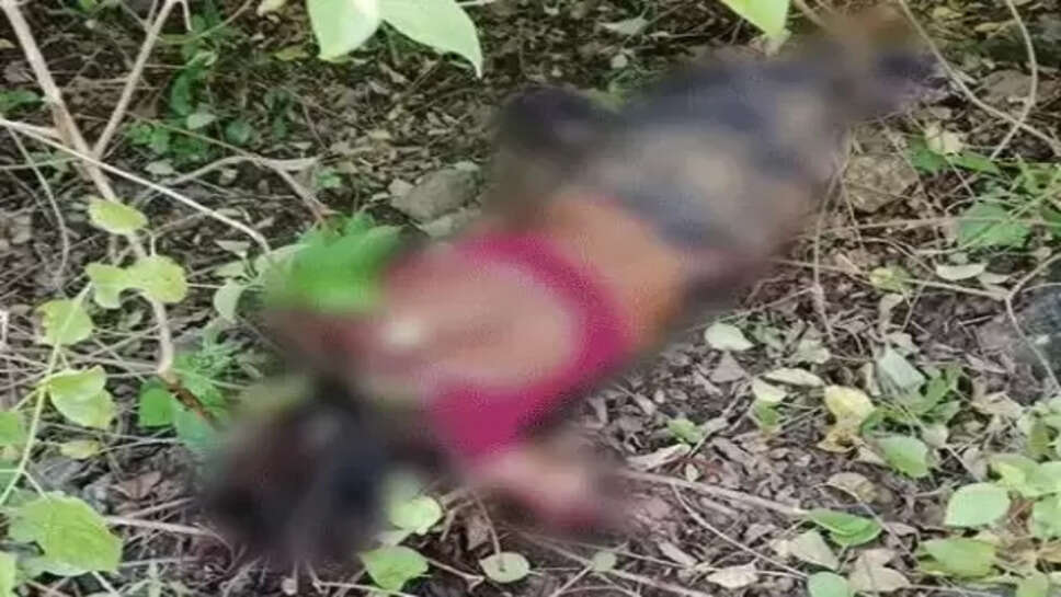 சிறுத்தை