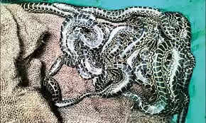 அணகோண்டா