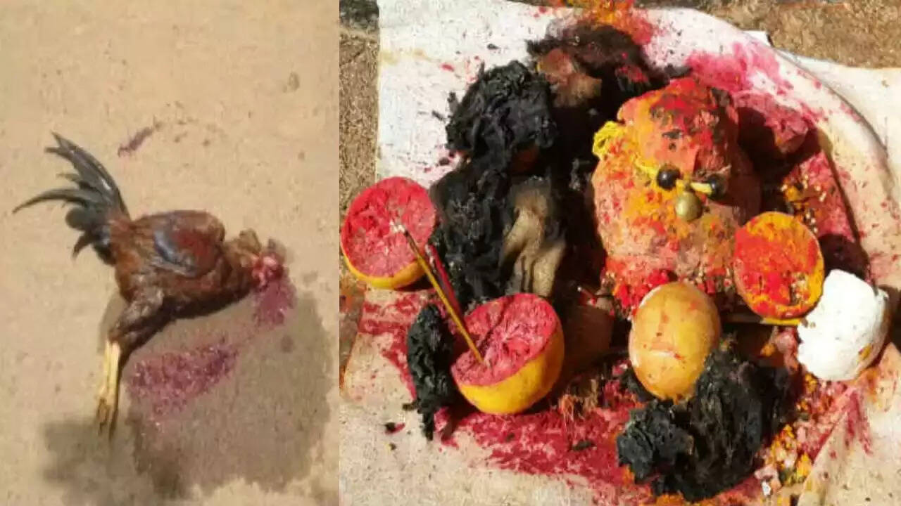 கோழி குத்தி