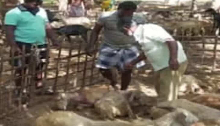  பணகுடி ஆடுகள்