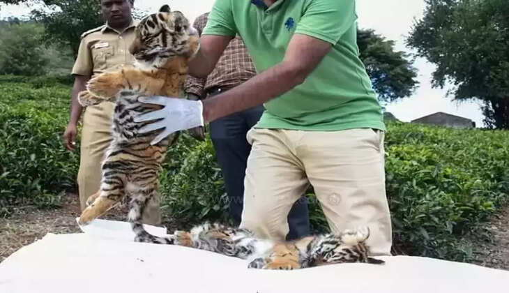 சிறுத்தை