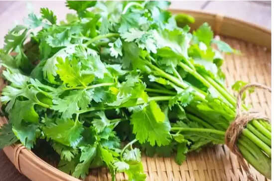 கொத்தமல்லி