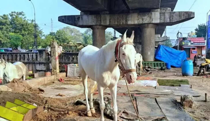 குதிரை சவாரி