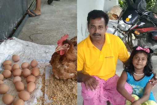 அதிசய கோழி