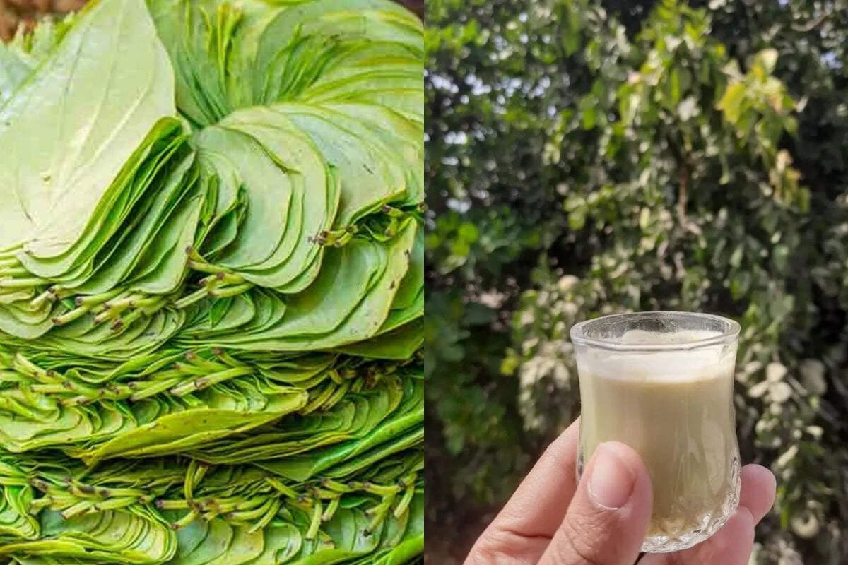 வெற்றிலை உற்சாக பானம்