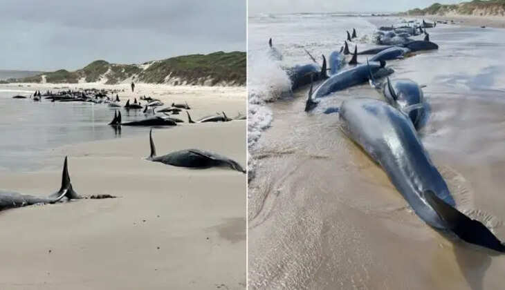 திமிங்கல