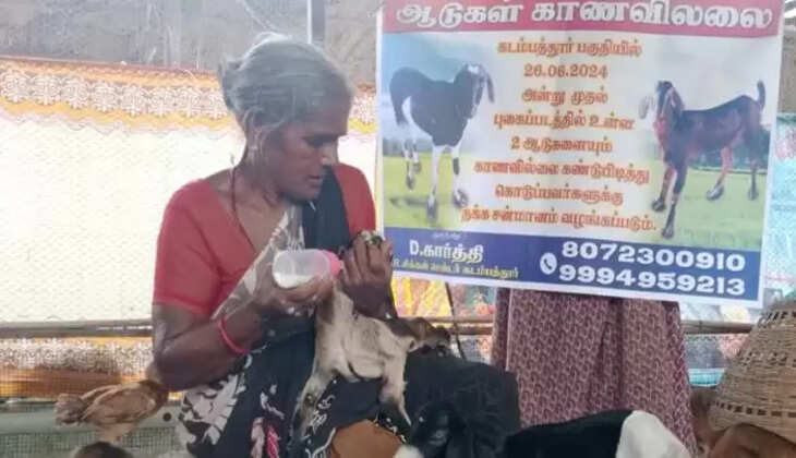 கடம்பத்தூர் ஆடு